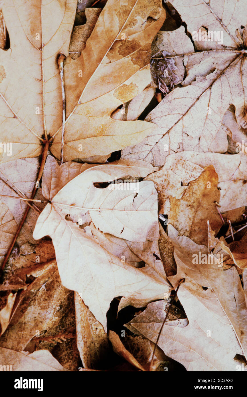 Haufen von getrockneten Ahorn Blätter im Herbst. Stockfoto