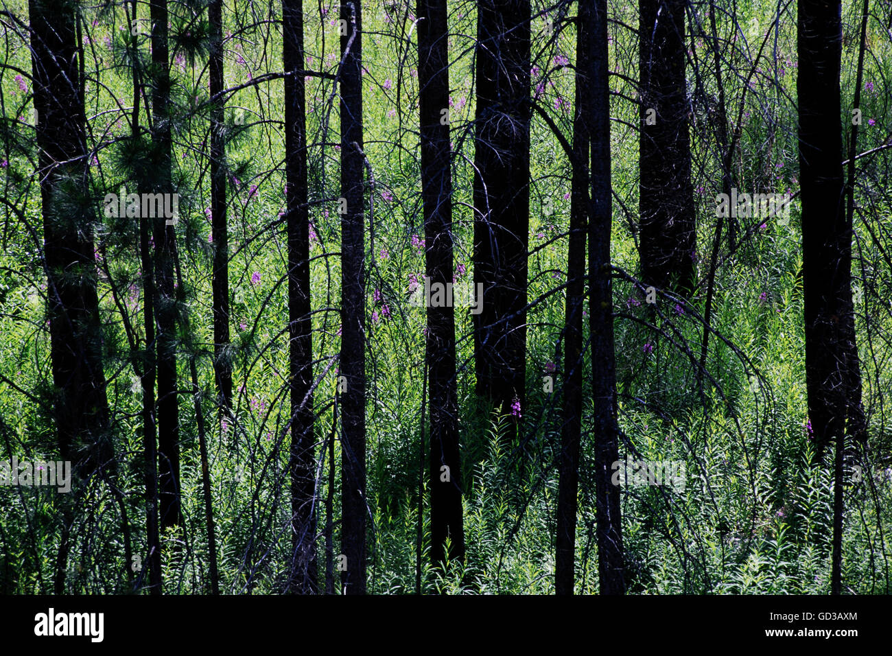 Ein Wald mit grünen Triebe und das Wachstum nach einem Waldbrand. Stockfoto