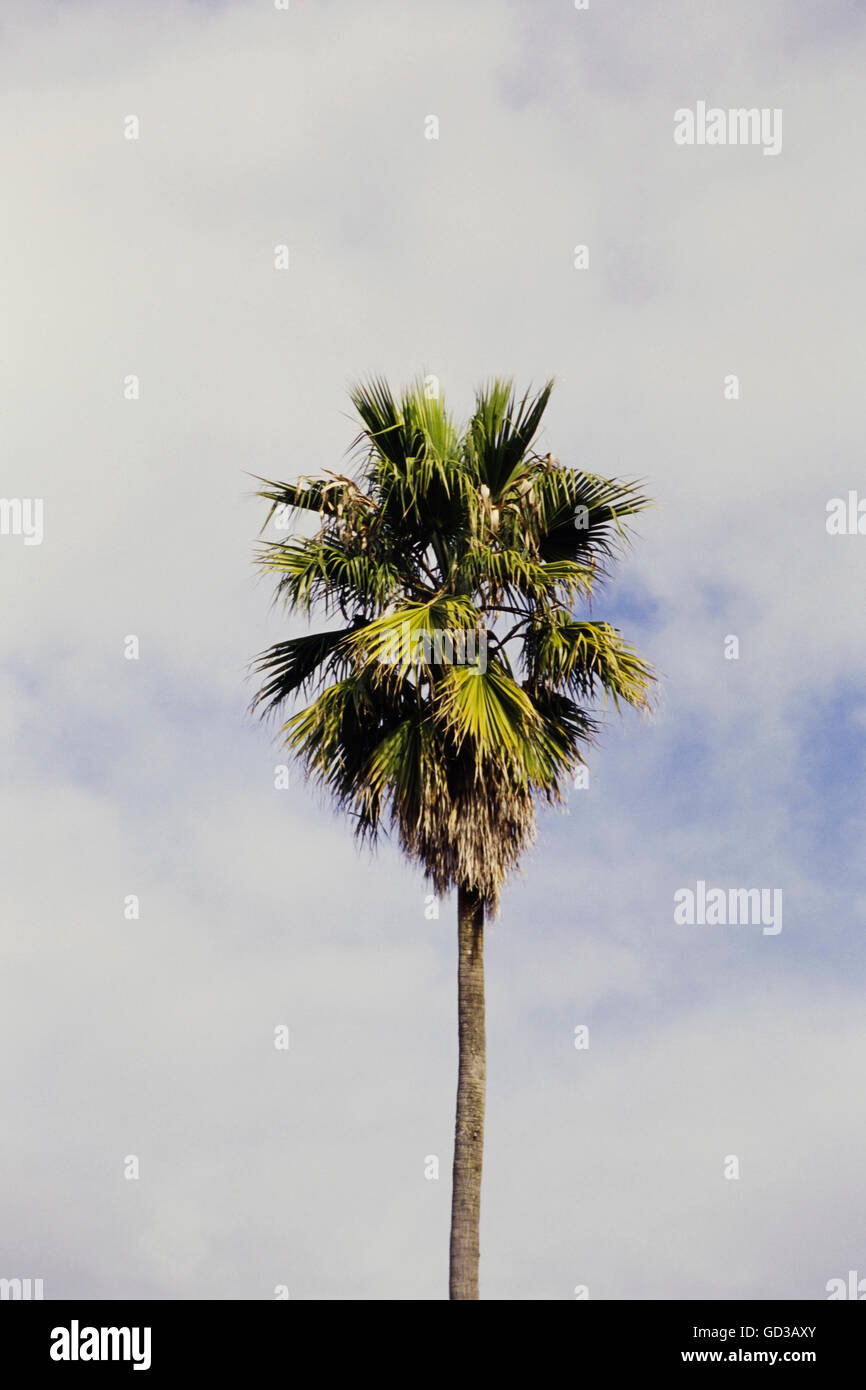 Ein Palm-Baum und Bewölkung Himmel Stockfoto