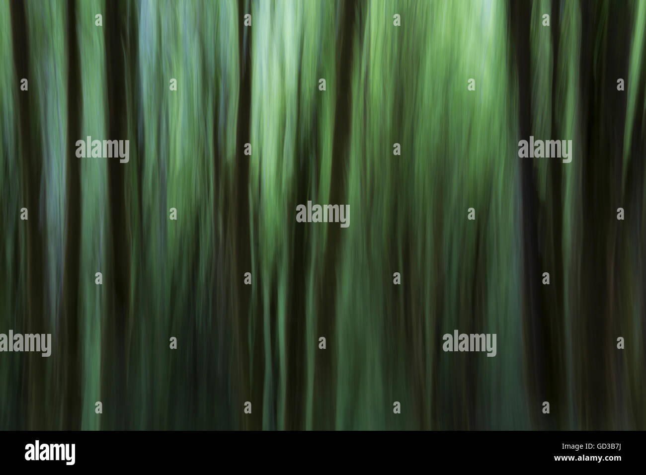 Bewegungsunschärfe. Ein Wald von Erlen in Olympic Nationalpark Stockfoto