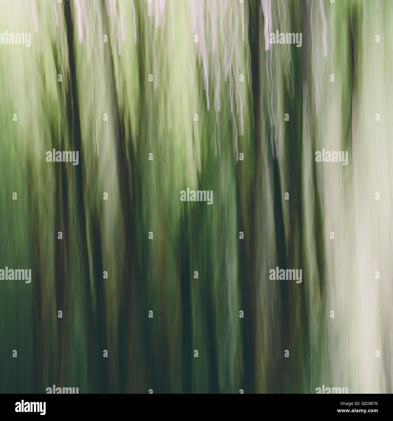 Bewegungsunschärfe. Ein Wald von Erlen in Olympic Nationalpark Stockfoto
