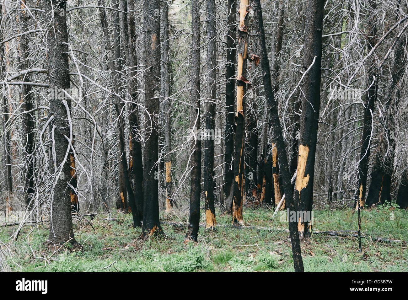 Wiederherstellen von Wald nach umfangreichen Brandschäden, in der Nähe von Wenatchee National Forest im US-Bundesstaat Washington. Stockfoto
