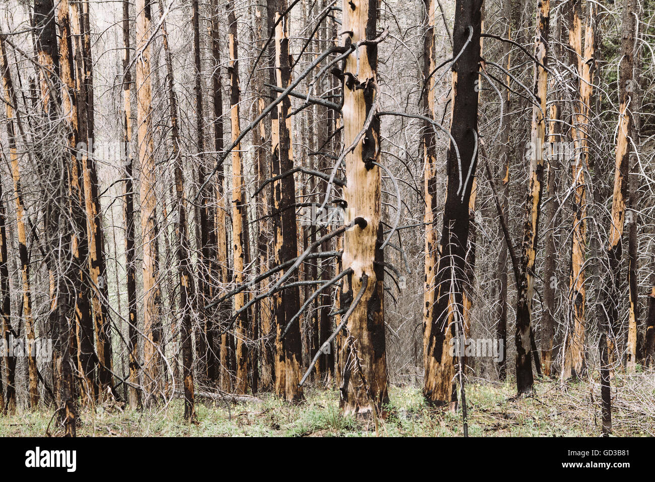 Wiederherstellen von Wald nach umfangreichen Brandschäden, in der Nähe von Wenatchee National Forest im US-Bundesstaat Washington. Stockfoto