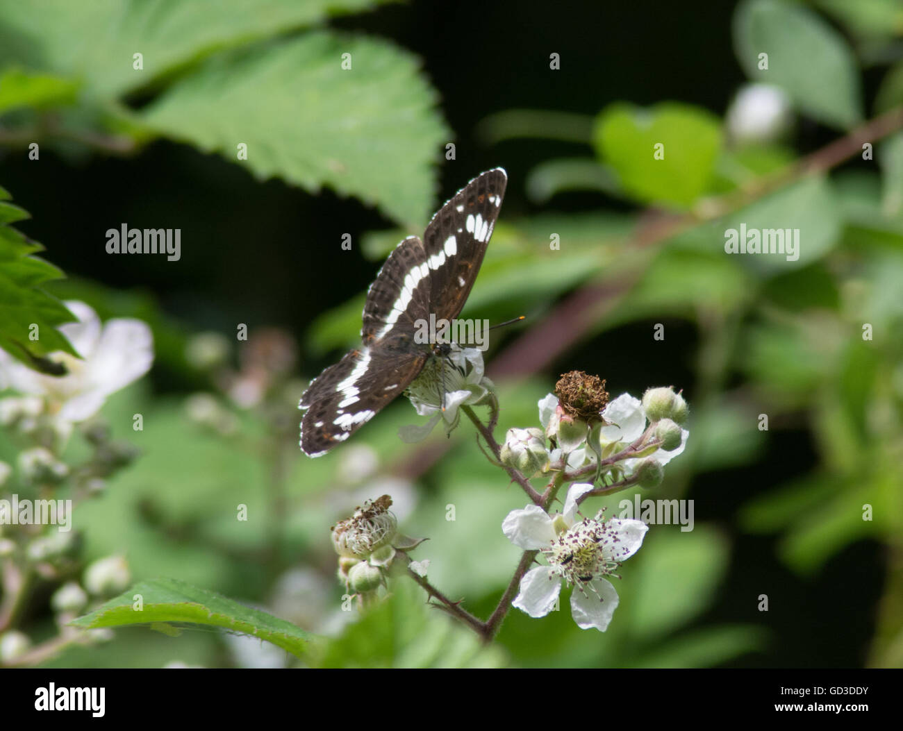 White Admiral Schmetterling (Limenitis Camilla) auf Bramble Blumen in Alice Holt Wald in Hampshire, England Stockfoto