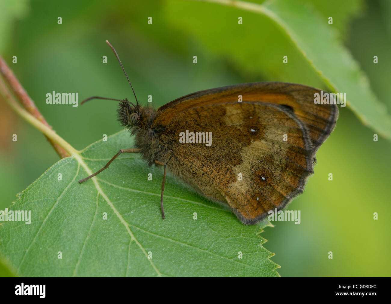 Pförtner Schmetterling (Pyronia tithonus) auf Blatt, UK Stockfoto