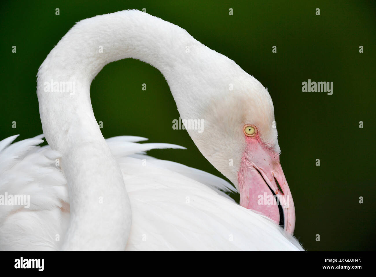 Große weiße Flamingo (Phoenicopterus Ruber Roseus), Gefieder Pflege, Gefangenschaft, Stockfoto