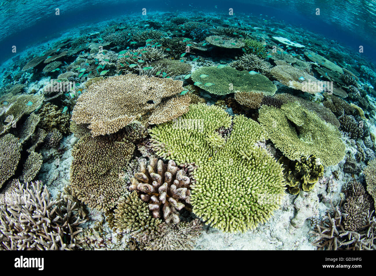 Korallen konkurrieren um Raum zum wachsen an einem gesunden Riff in Wakatobi Nationalpark, Indonesien. Stockfoto