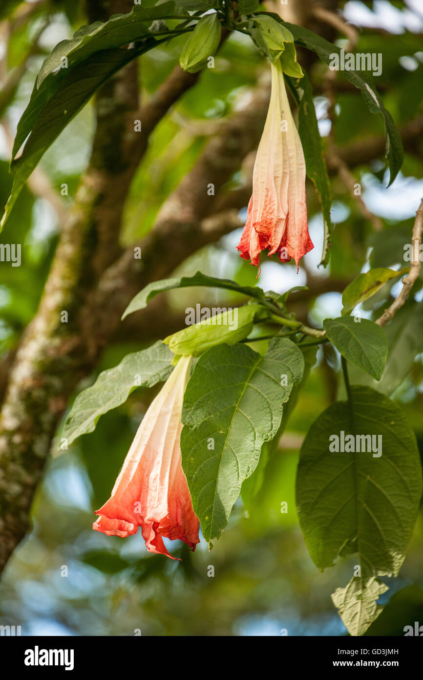 Brugmansia haben große, duftende Blüten verleiht ihnen ihre gemeinsame Name der Engelstrompeten oder Trompete Blume. Stockfoto