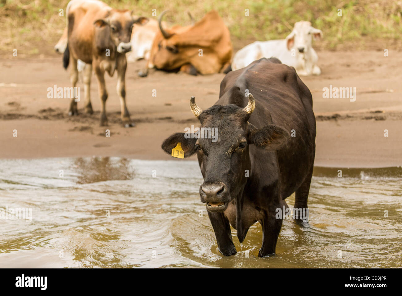 Freilaufenden Rinder stehen im Fluss in der Nähe von Pachira Lodge in Tortuguero, Costa Rica Stockfoto