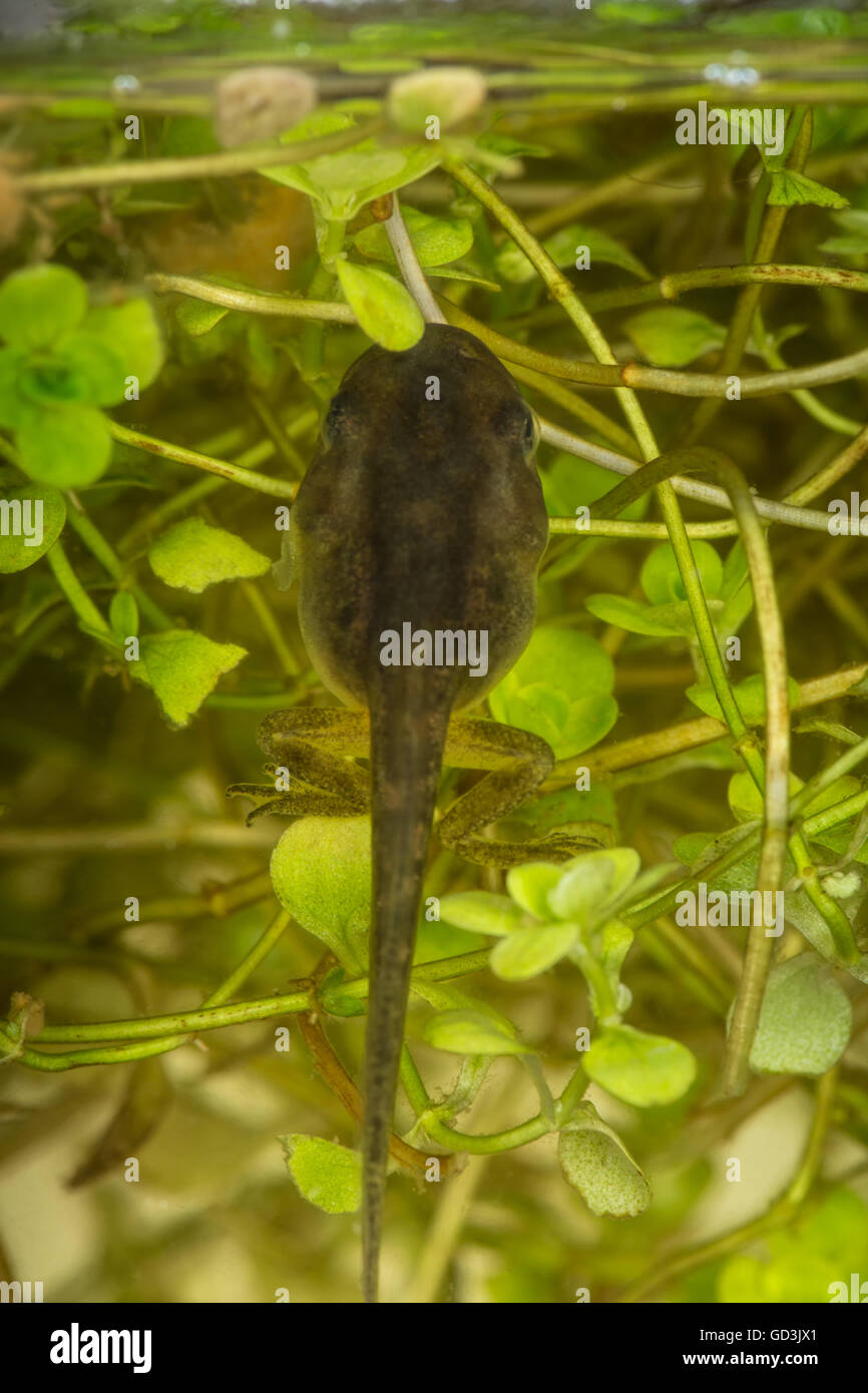 Eine Kaulquappe (auch Kaulquappen oder Kaulquappe genannt) ist das Larvenstadium im Lebenszyklus der ein Amphibium Stockfoto