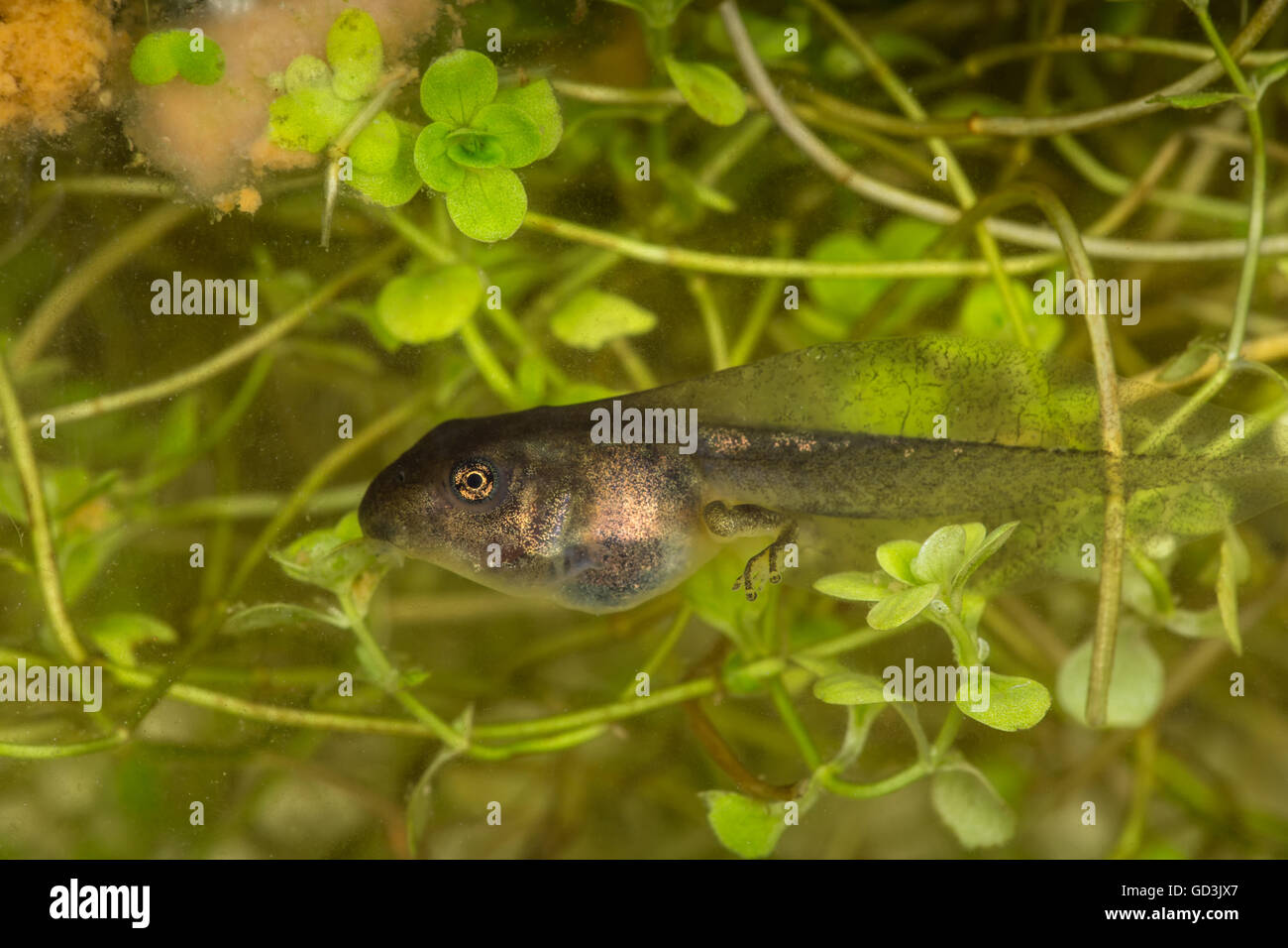 Eine Kaulquappe (auch Kaulquappen oder Kaulquappe genannt) ist das Larvenstadium im Lebenszyklus der ein Amphibium Stockfoto