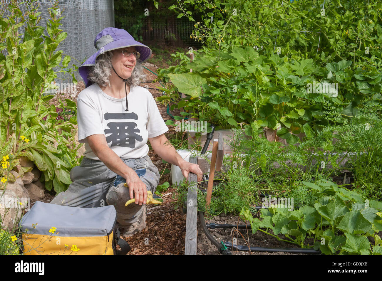 Frau eine Pause von der Ernte von ihrem Garten, auf den Mirrormont Erbse Patch in Issaquah, Washington, USA Stockfoto