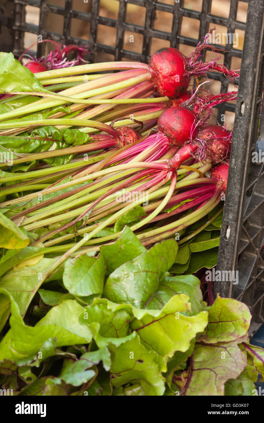 Frisch geerntete Chioggia Rüben ruht in einer Kunststoff Kiste in einem Garten in Bellevue, Washington, USA Stockfoto