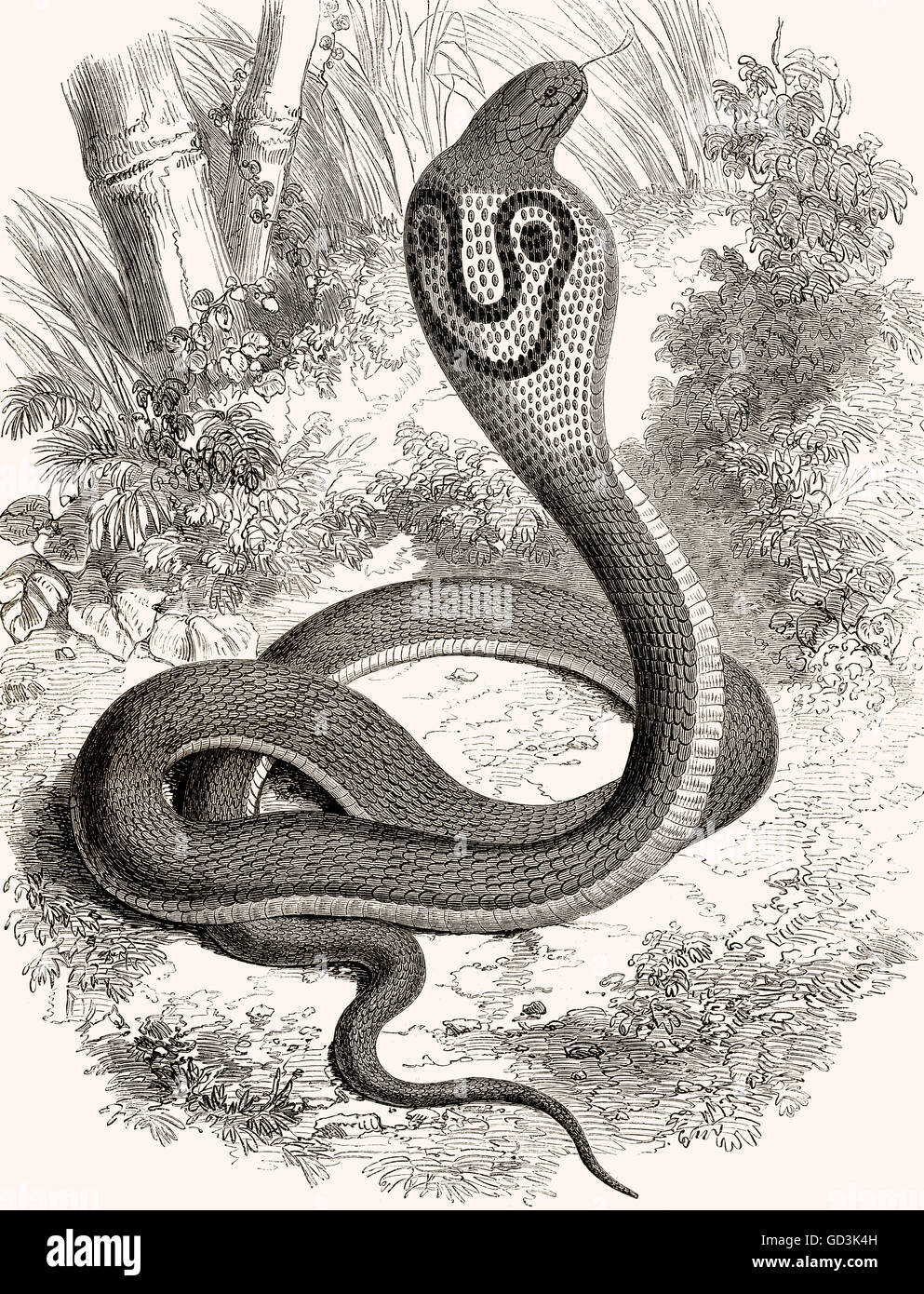 Indische Kobra, Spectacled Cobra, asiatische Kobra, Naja Naja, Brillenschlange, Südasiatische Kobra Stockfoto