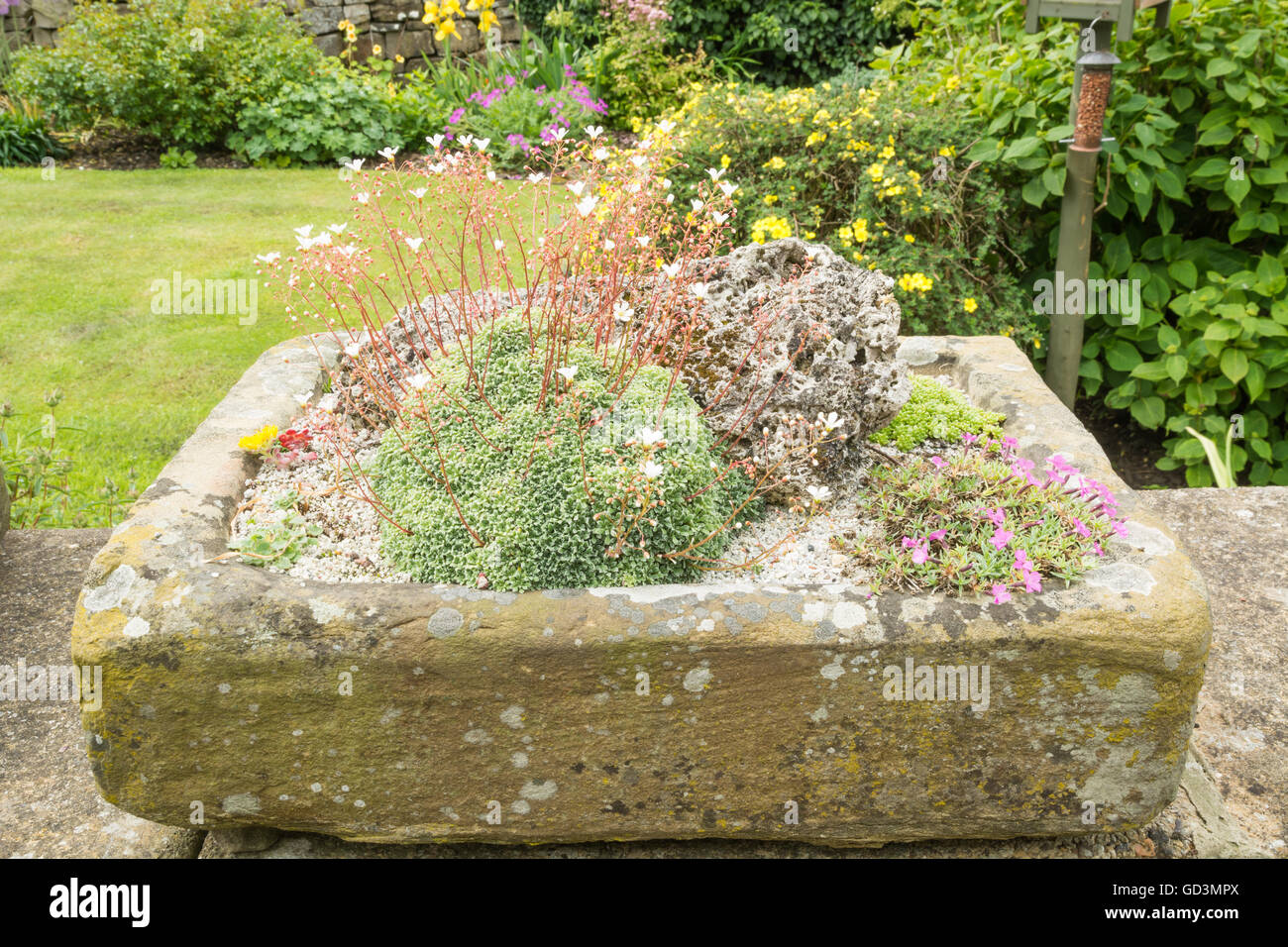 Alpines in einem steinernen Waschbecken Stockfoto