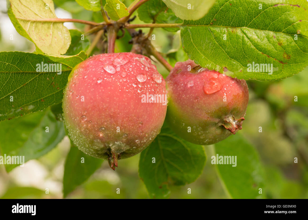 Roter Apfel am Zweig mit grünen Blatt im Garten wachsen Stockfoto