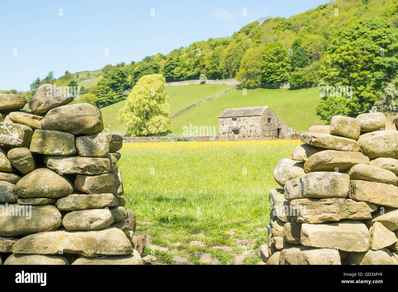 Mähwiesen durch Trockenmauer an Gunnerside im Swaledale Stockfoto