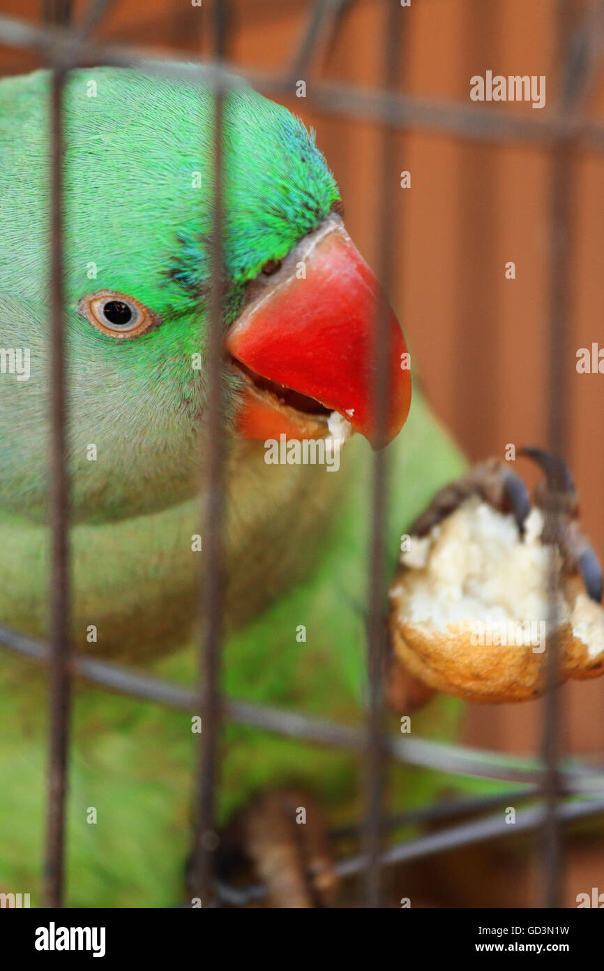 Papagei essen Guave, Bastar, Chhattisgarh, Indien, Asien Stockfoto