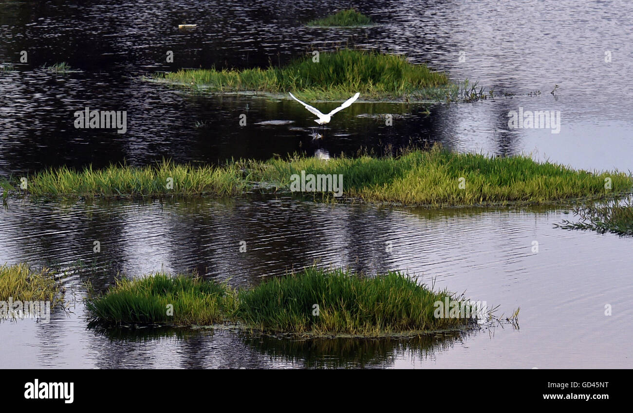 Kunming, China Yunnan Provinz. 12. Juli 2016. Ein Vogel fliegt über die Dounan Wetland Park am Rande der Dianchi See am Stadtrand von Kunming, Hauptstadt der südwestlichen chinesischen Provinz Yunnan, 12. Juli 2016. Die lokale Regierung intensivierte Anstrengungen zur Verbesserung der Wasserqualität durch Verhinderung von Verschmutzung und anderen Umweltschutzmaßnahmen. Mehr als 20 Wetland Parks entstanden rund um den Dianchi-See. © Chen Haining/Xinhua/Alamy Live-Nachrichten Stockfoto