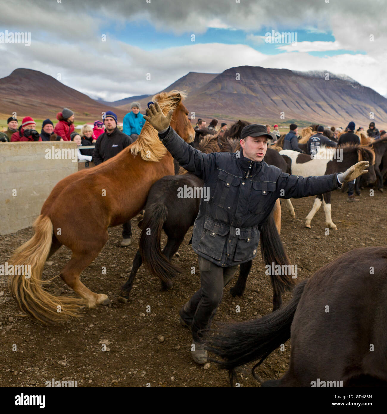 Jährliche Pferd Round Up-Laufskalarett, Skagafjördur, Island Stockfoto