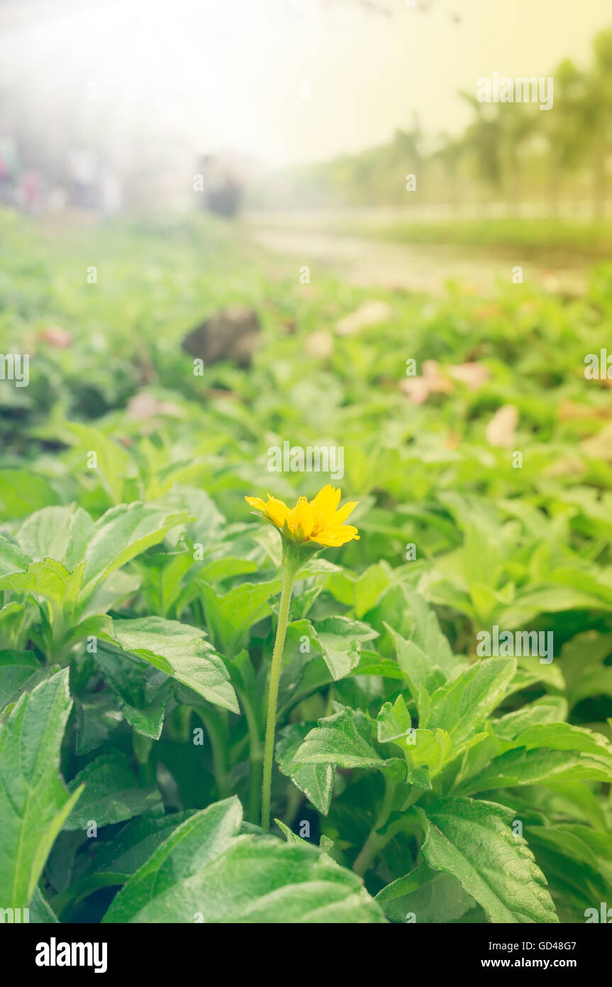 Gelbe Blume. Schöne Natur-Szene mit Sonne Flare. Abstrakte unscharfen Hintergrund. Stockfoto