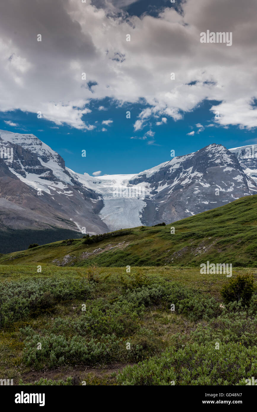 Ansicht des Athabasca Gletscher von Wilcox Pass im Sommer Stockfoto