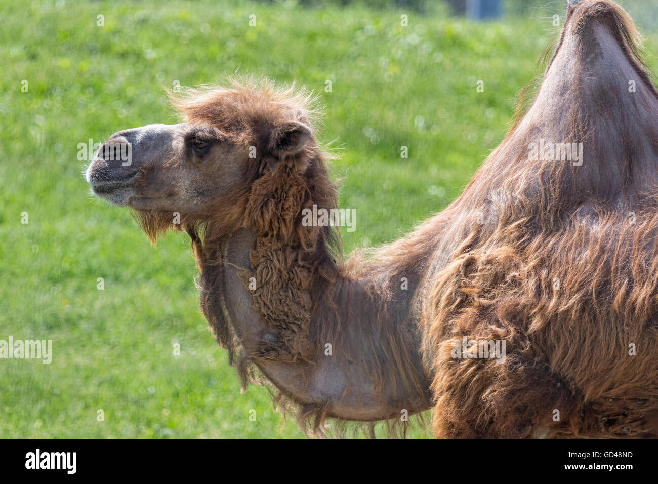 Einzelne ein Buckel Kamel, Seitenprofil. Stockfoto