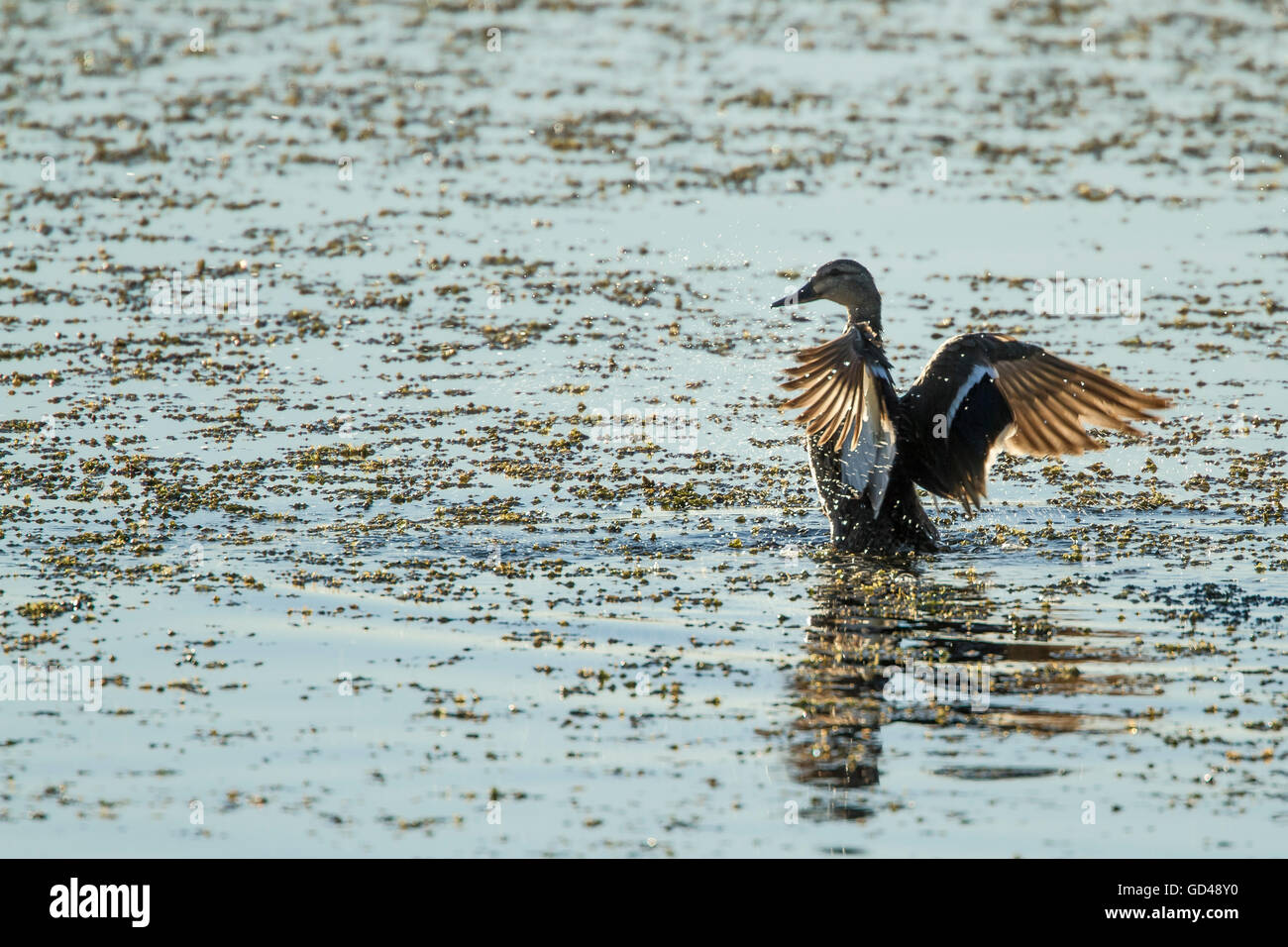 Eine Ente Flügeln es ist auf einem Teich. Stockfoto