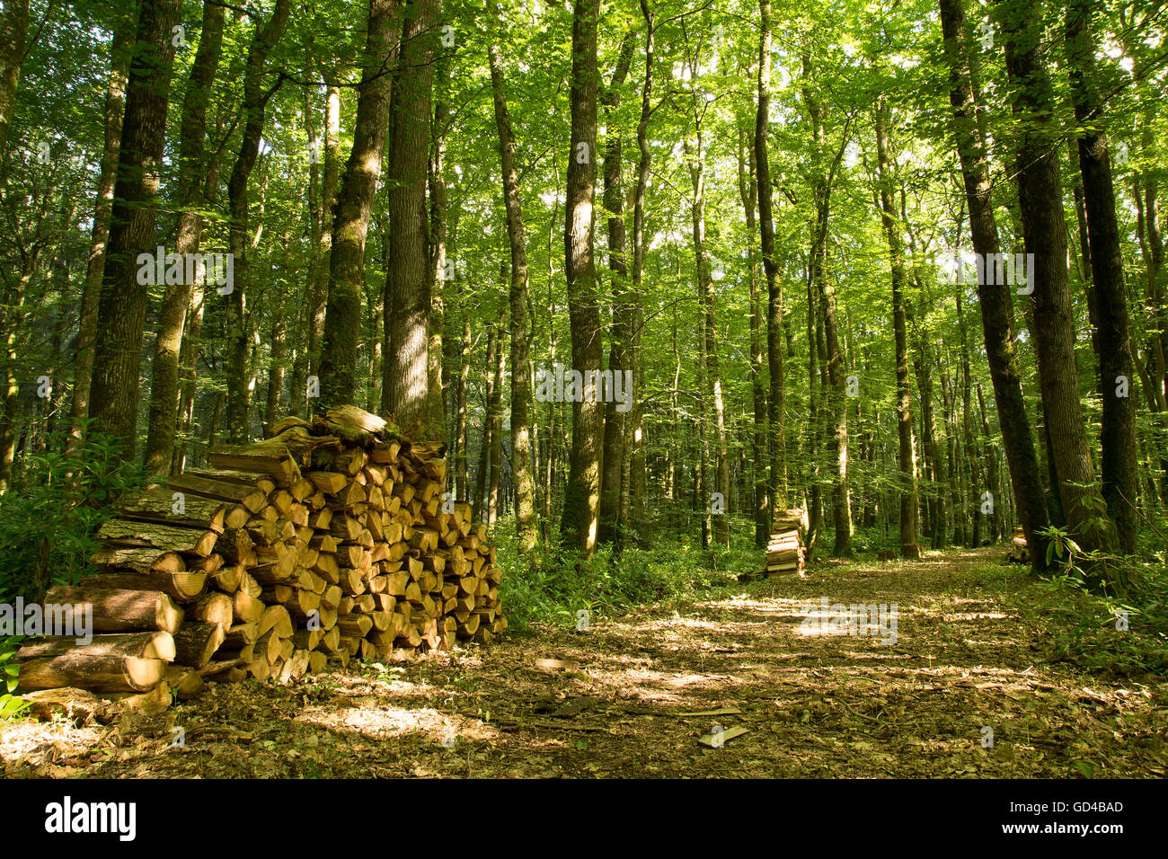Forstweg durch den Wald mit gehackten Protokollen in Haufen Forststraße Stockfoto
