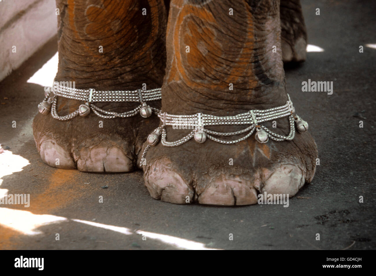 Füße eines Elefanten Stockfoto