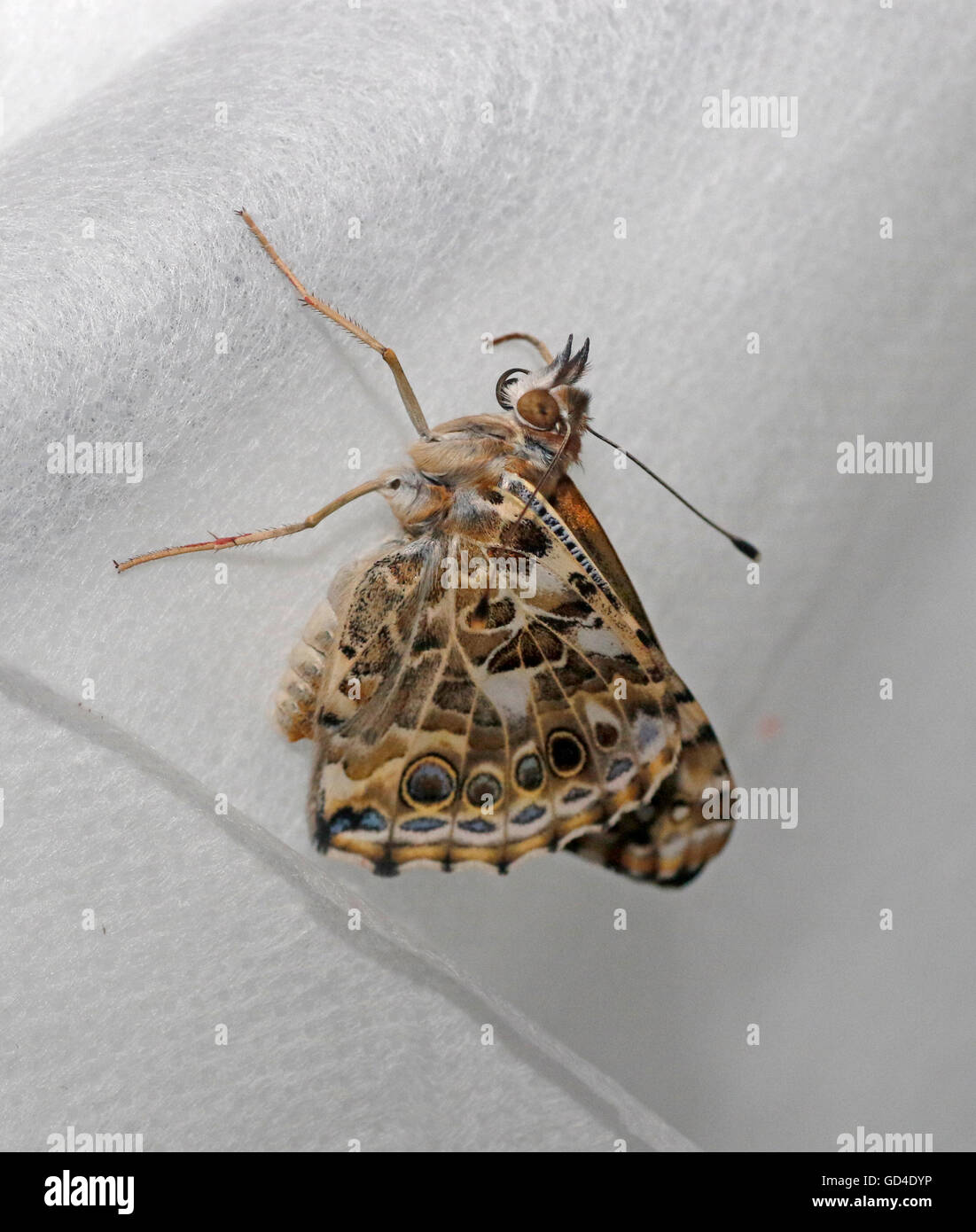 Distelfalter Schmetterling (Vanessa Cardui) Stockfoto