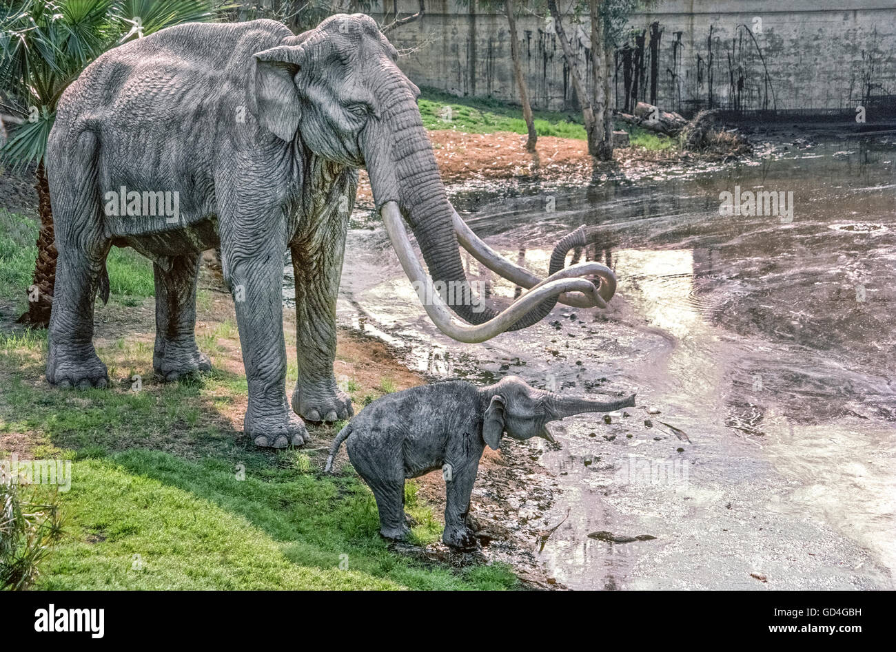 Lebensgroße Fiberglas-Modelle von Mutter und Baby Mammuts aus dem Pleistozän sind am Rand eines Pools von sickert Asphalt gezeigt, die von der Erde vor dem La Brea Tar Pits Museum in Los Angeles, Kalifornien, USA sickert. Über 1 Million Fossilien aus dieser Eiszeit Säugetiere und 650 sind andere Arten, die in solchen Asphalt gefangen im Hancock Park seit den frühen 1900er Jahren ausgegraben worden. Viele von ihnen ging öffentlich zur Schau, als Museum im Jahre 1977 eröffnet. Heutige Besucher sehen Paläontologen im Museum neue fossile Funde für Ausstellung vorzubereiten. Stockfoto