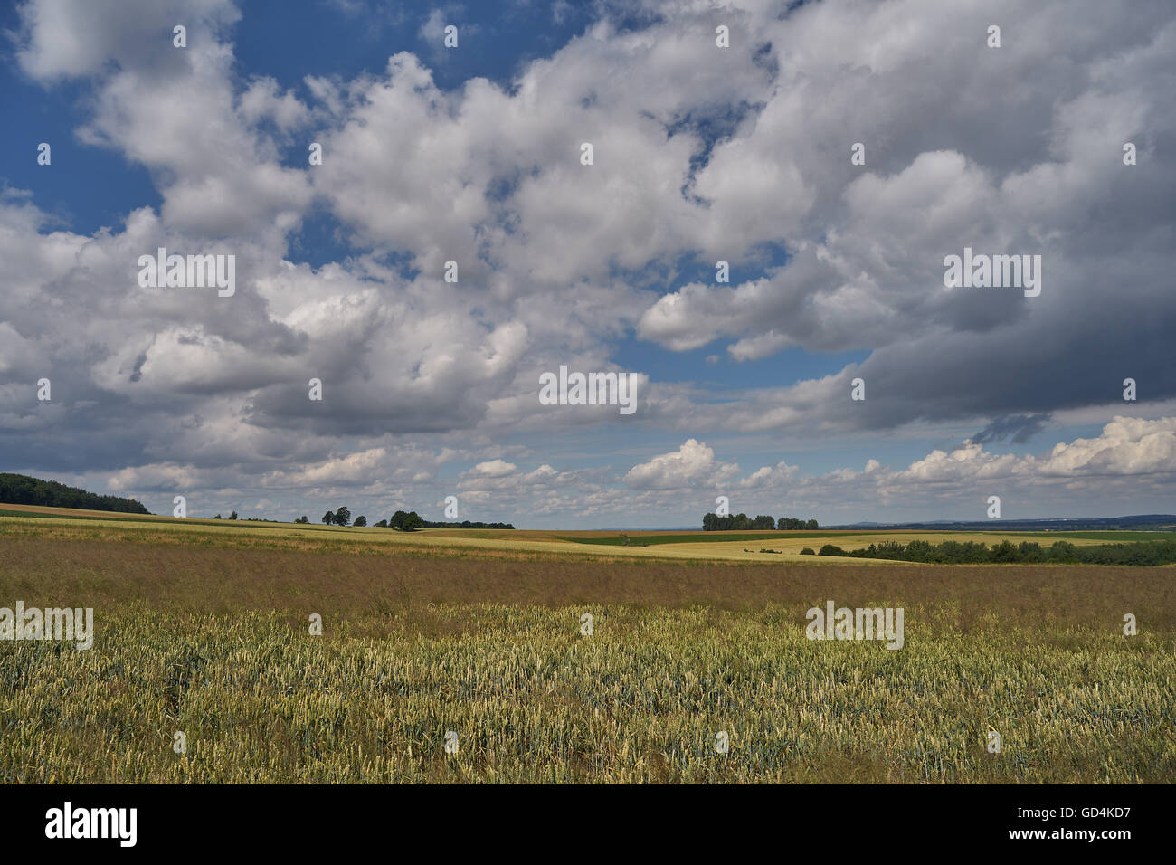 Malerischen Wolken über Felder des Reifens Korn niedriger Schlesien Polen Stockfoto