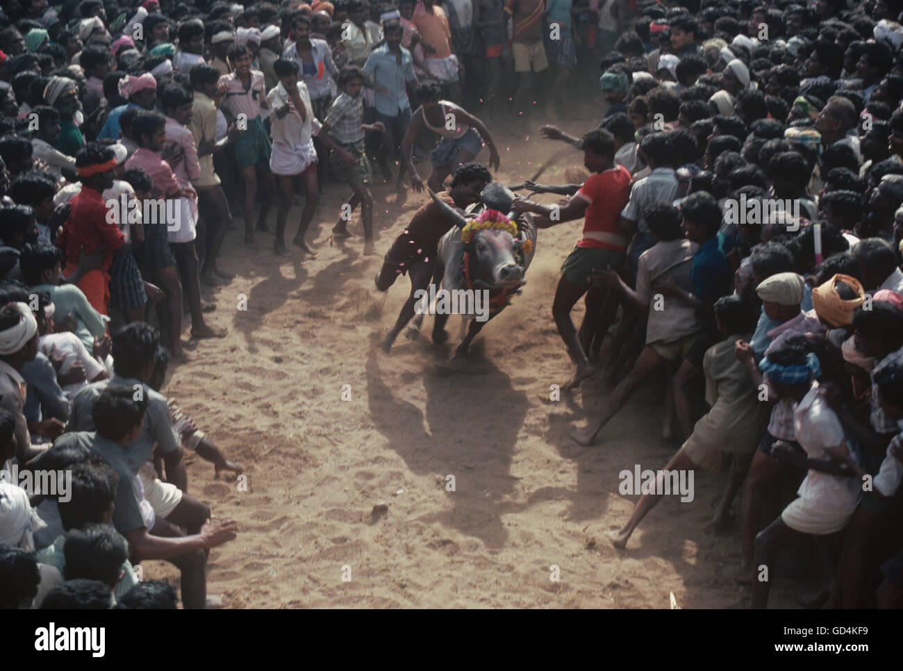 Jallikattu Stockfoto