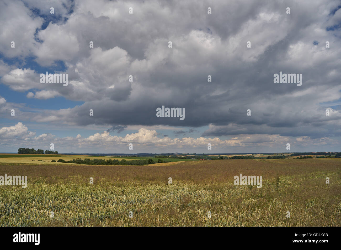 Malerischen Wolken über Felder des Reifens Korn niedriger Schlesien Polen Stockfoto