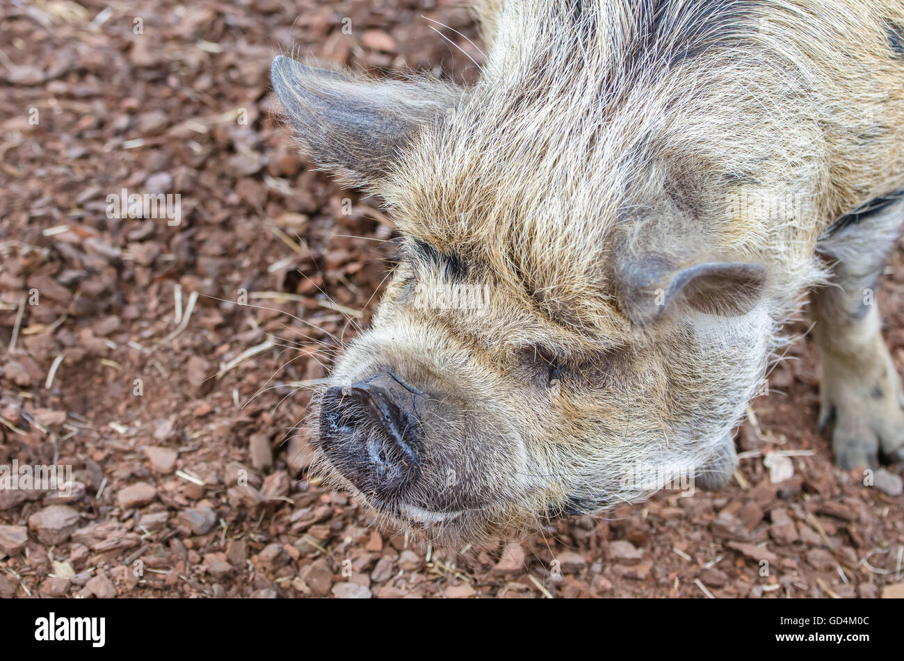Neuseeland kunekune Fotos und Bildmaterial in hoher Auflösung Alamy
