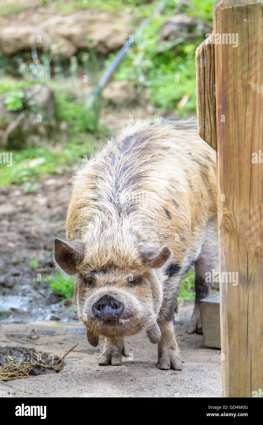 New Zealand Kunekune Schwein, der MaoriName für diese Art von Schwein, bedeutet Fett und rund