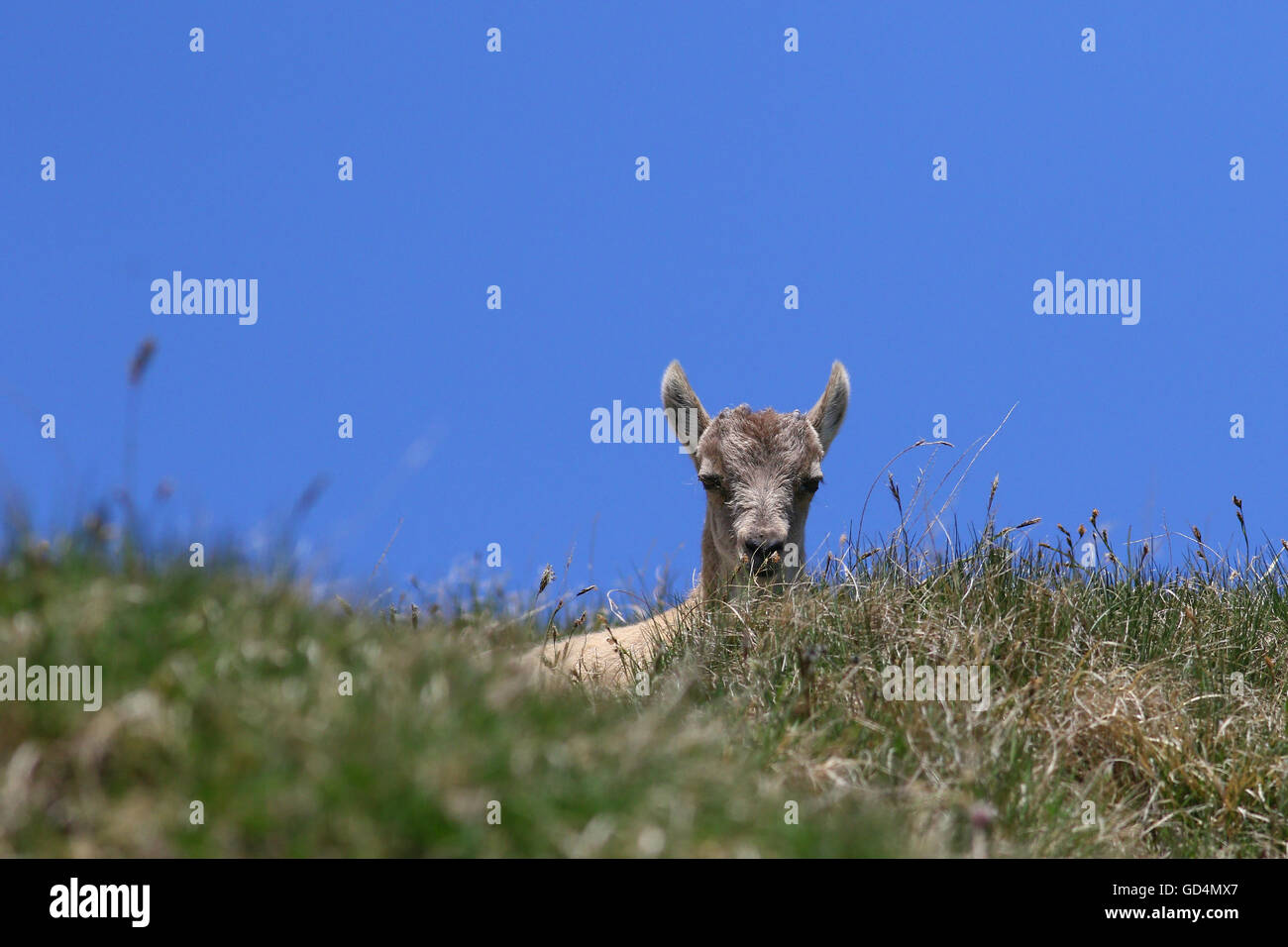 Steinbock Zicklein peeking über einen grasbewachsenen Patch in den Bergen gegen blauen Himmel Stockfoto