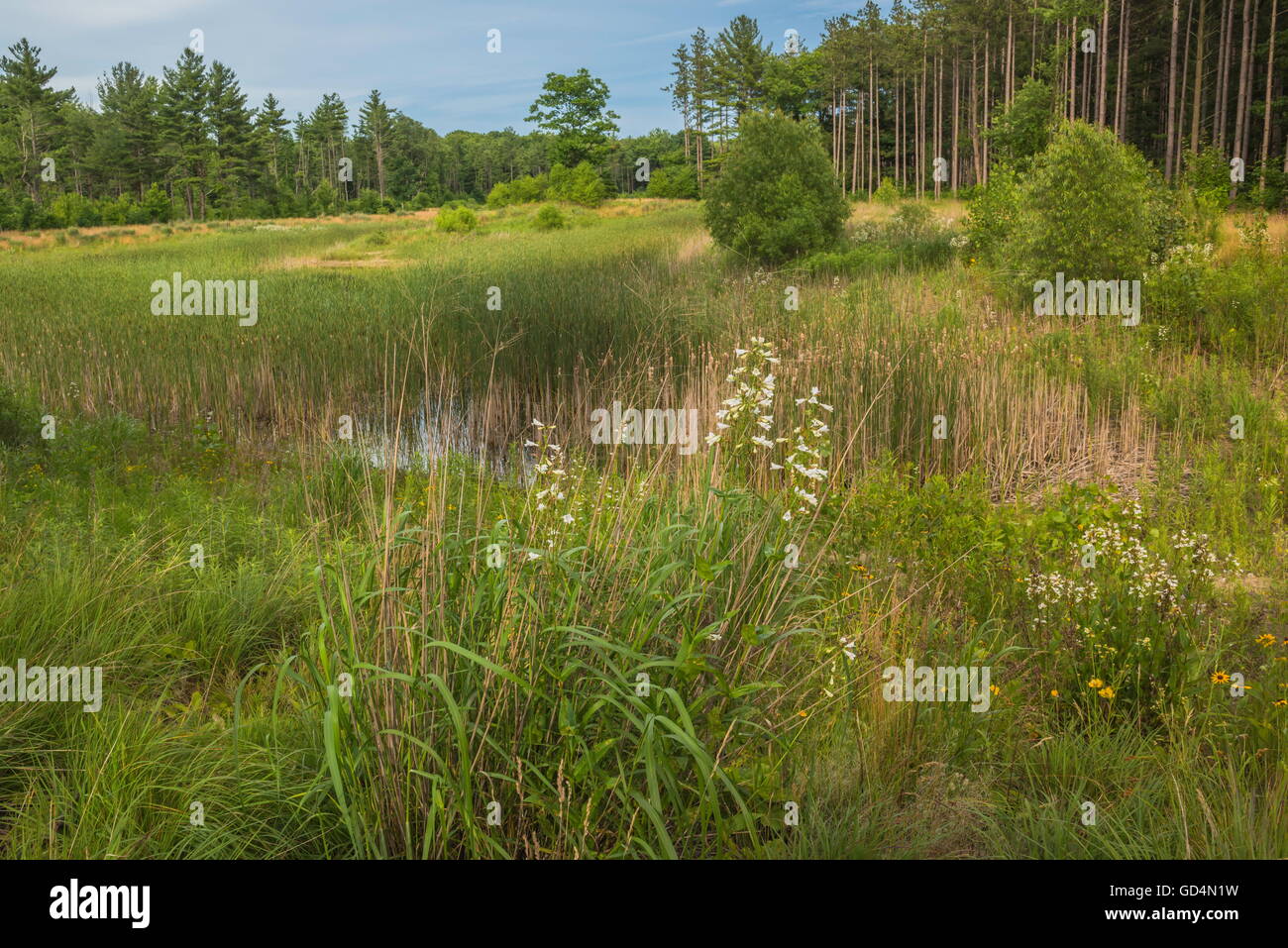 Riley-Trails mit Wald im Hintergrund und Teich und weißen Blumen im Vordergrund. Sommer üppige Vegetation. Red Pine Forest. Großen Fischteich.  Dichten Rasen Stockfoto