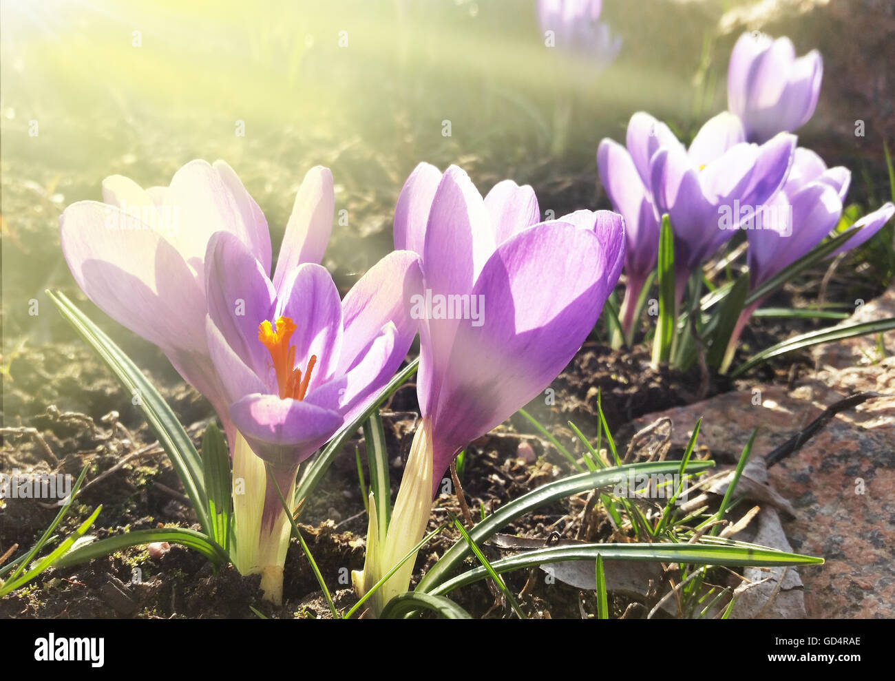 Krokus - Frühlingsblumen blühen. Stockfoto