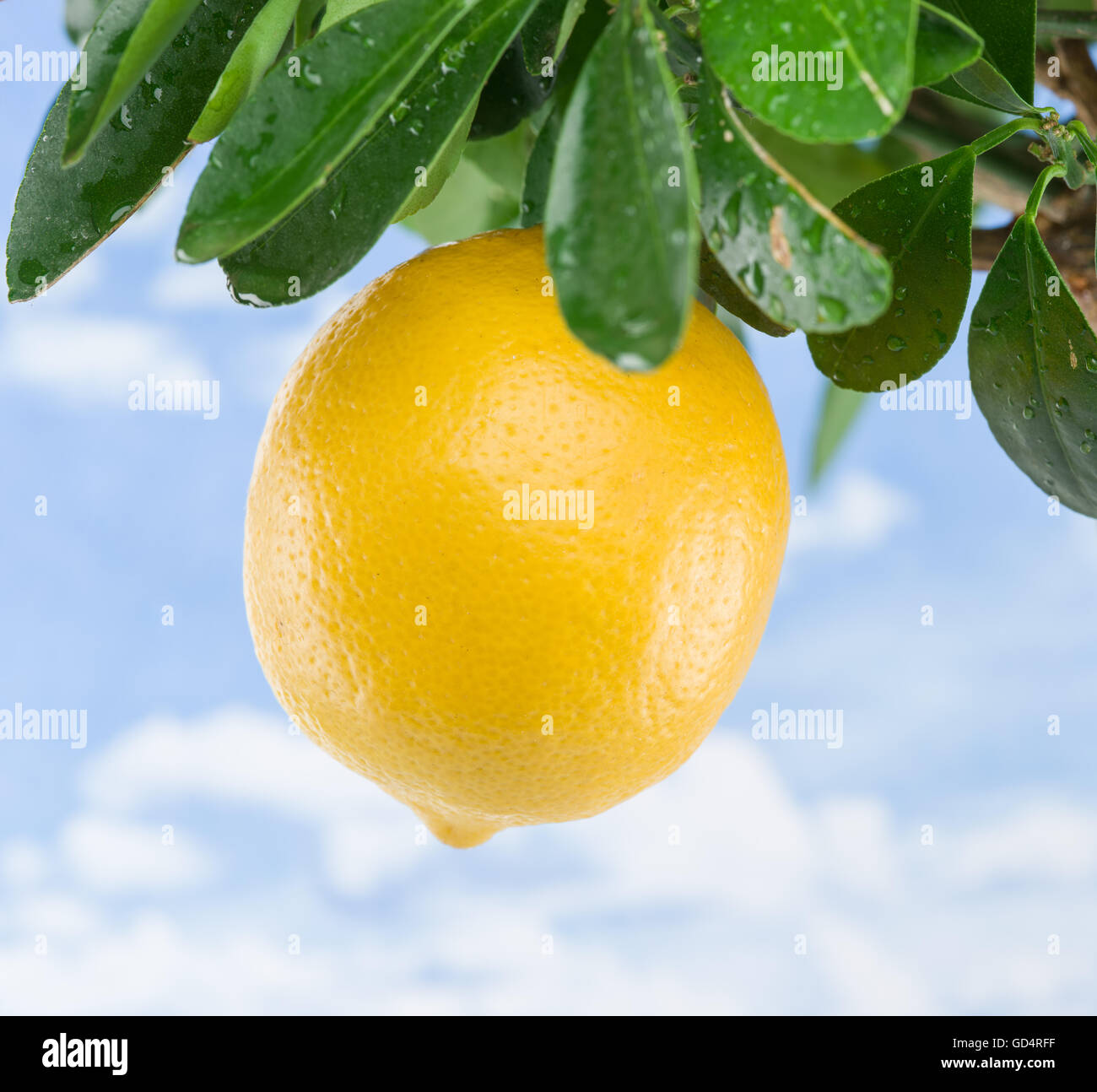 Reife Zitrone Frucht am Baum. Blauer Himmelshintergrund. Stockfoto