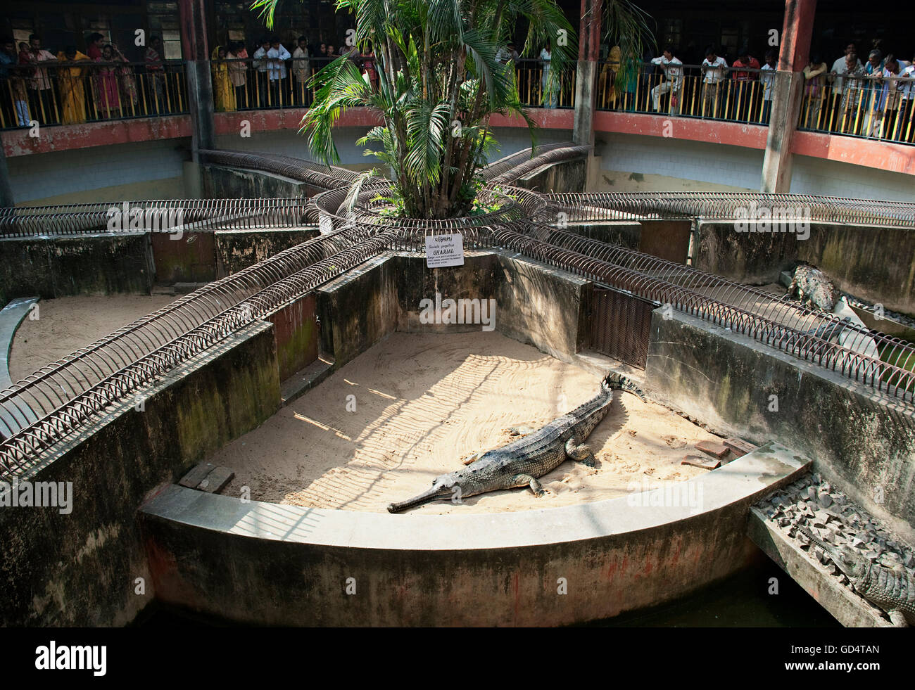 Krokodil im Alipore Zoo Stockfoto