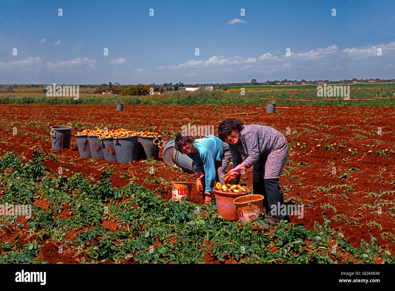 Kartoffelernte, Bezirk von Agia Napa, Republik Zypern Stockfoto