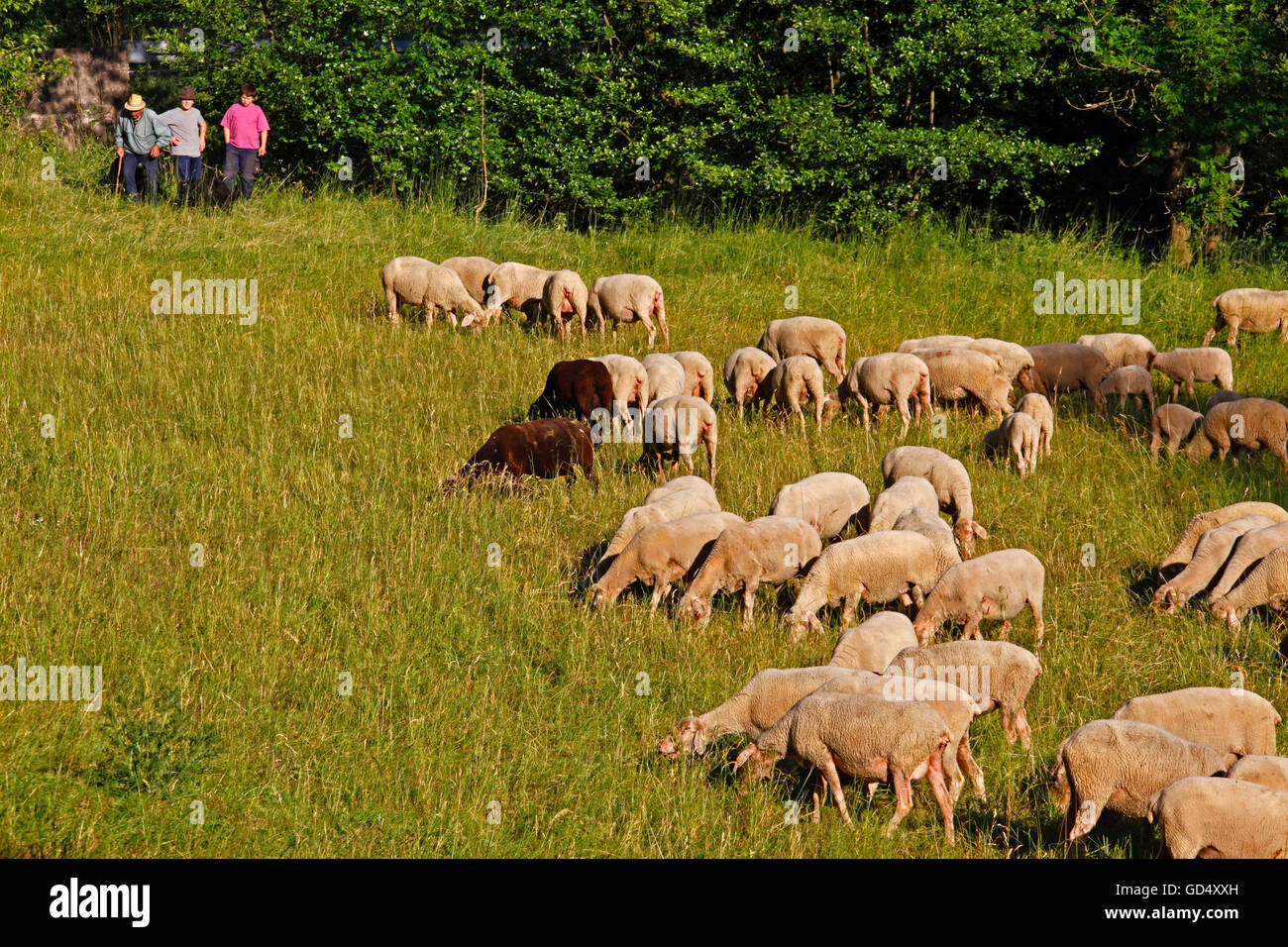 Hirten mit Herde Schafe, in der Nähe von Schluchtern, Main-Kinzig-Kreis, Hessen, Deutschland / Schlüchtern Stockfoto