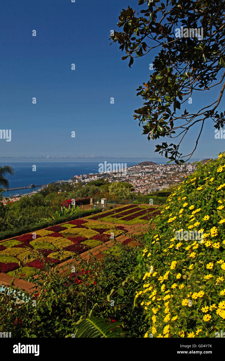 Thunbergia Alata, Black-Eyed Susan Weinstock, Jardim Botanico, Funchal, Botanischer Garten, Insel Madeira, Portugal Stockfoto