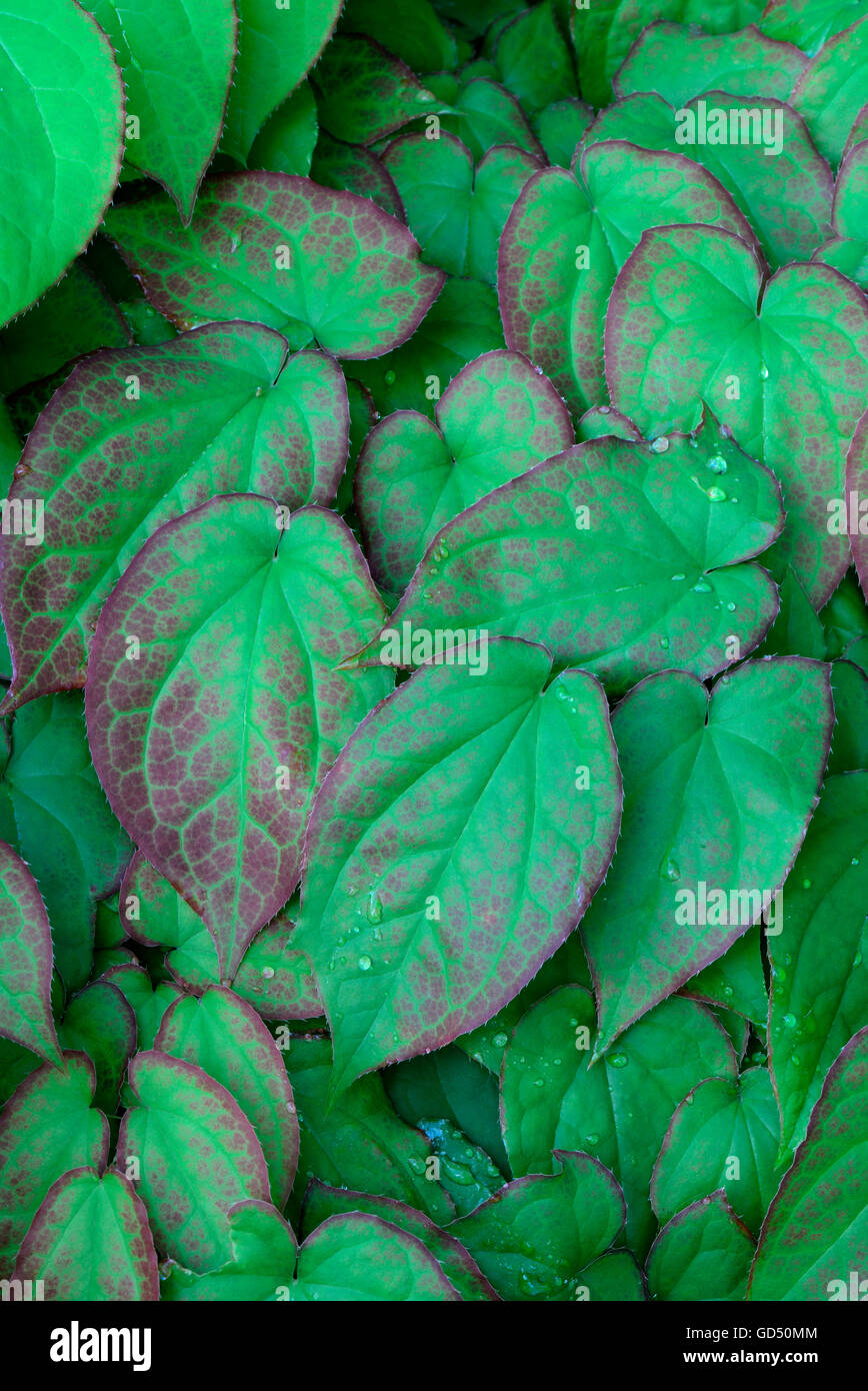 Elfenblume / (Epimedium spec.) Stockfoto