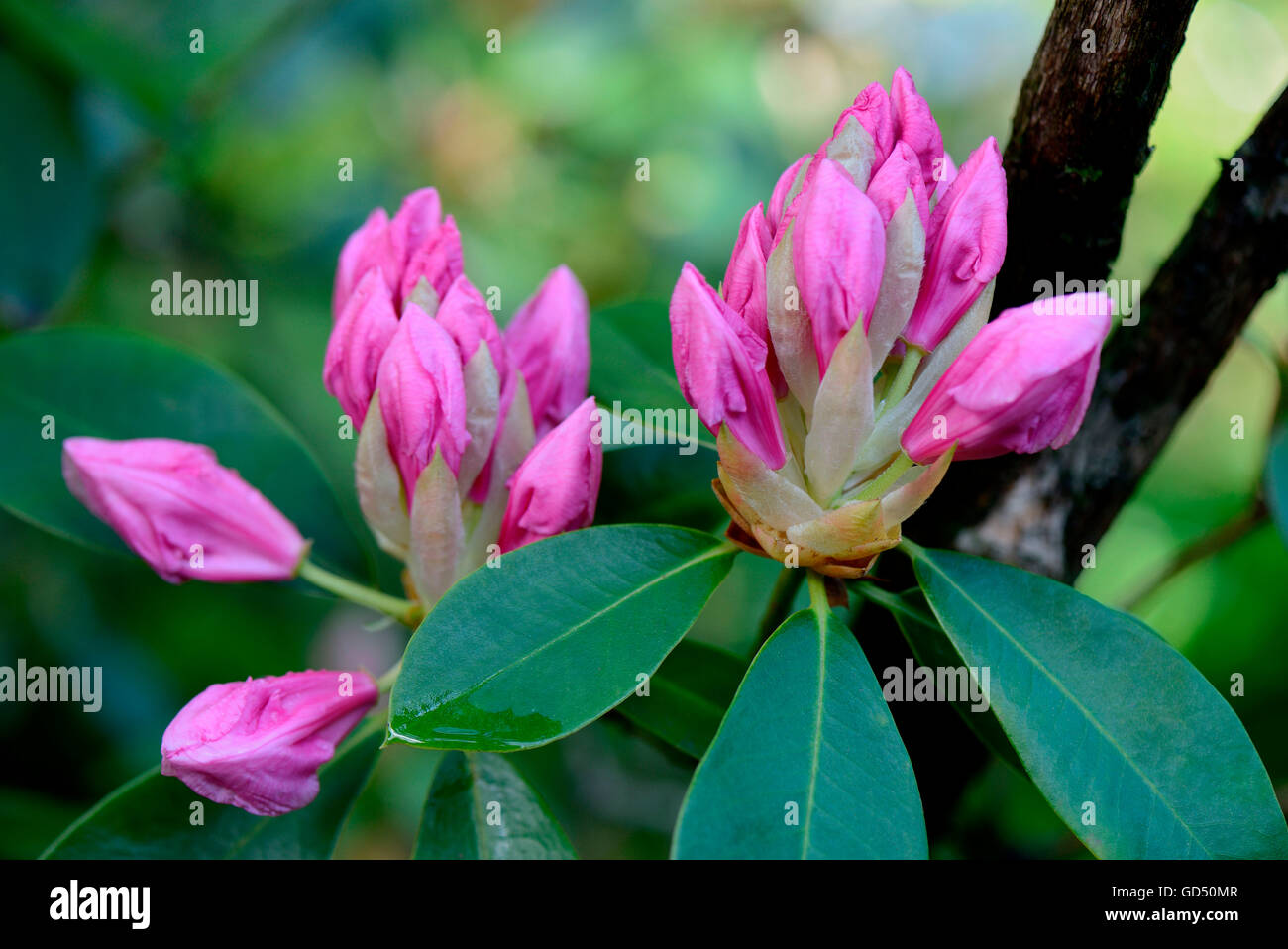 Rhododendron 'Rosa Perle', Aufgehende Bluete / (Rhododendron Griffithianum  Hybride Stockfotografie - Alamy
