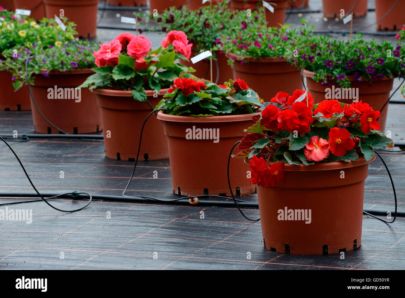 Begonie Stockfotos und -bilder Kaufen - Alamy