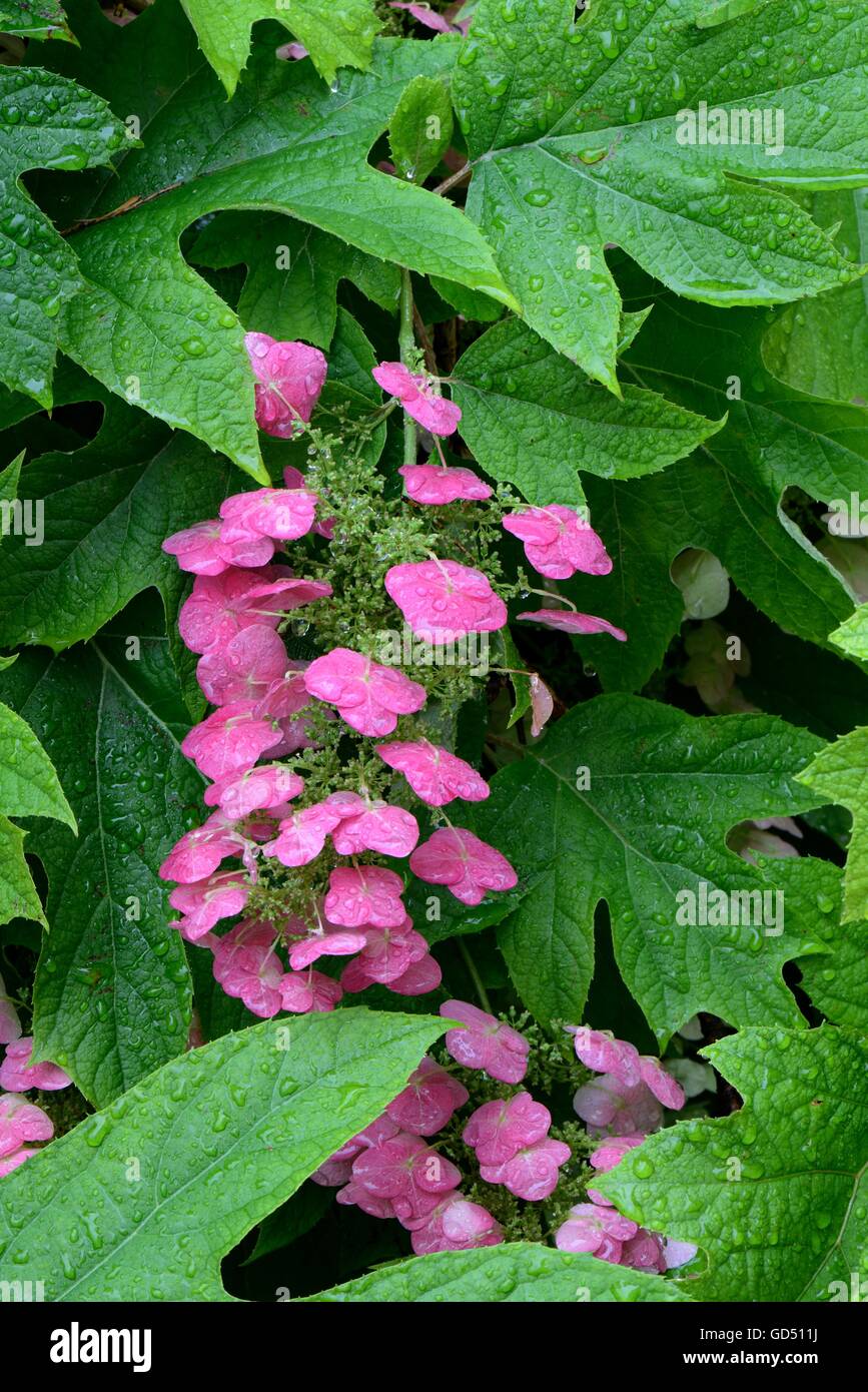 Eichenblaettrige Hortensie / (Hydrangea Quercifolia) Stockfoto