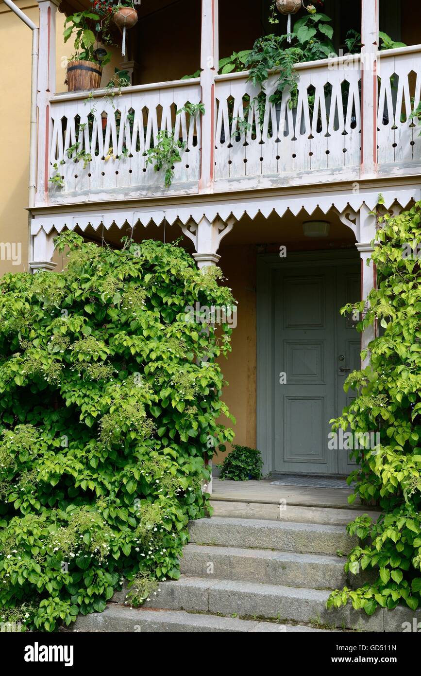 Kletterhortensie Vor Holzveranda, / (Hydrangea Anomala SSP Kletter), Freilichtmuseum Linkoeping, Schweden, Europa Stockfoto